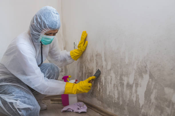 Best Professional Mold Removal  in Diand, MO