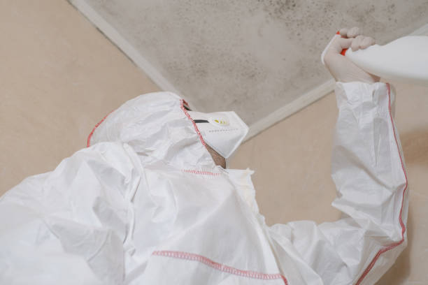 Best Black Mold Removal  in Diand, MO