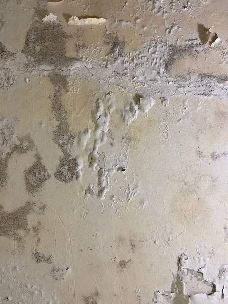 Best Mold Remediation  in Diand, MO