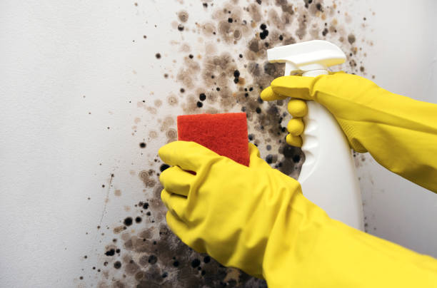 Best Home Mold Removal  in Diand, MO