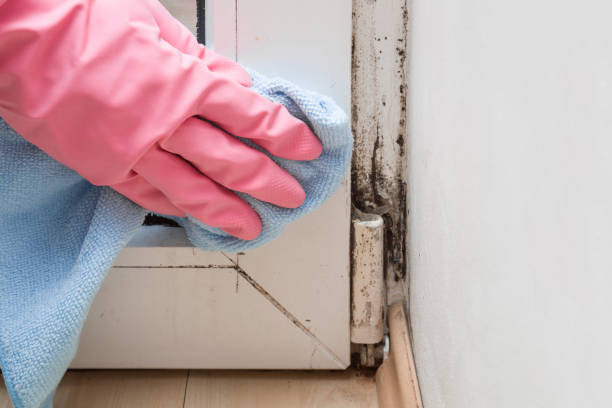Best Office Mold Removal Services  in Diand, MO